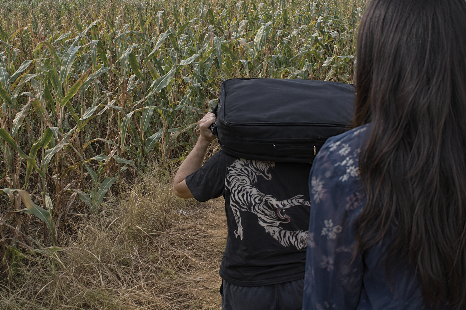 A dense cornfield used to dispose of evidence