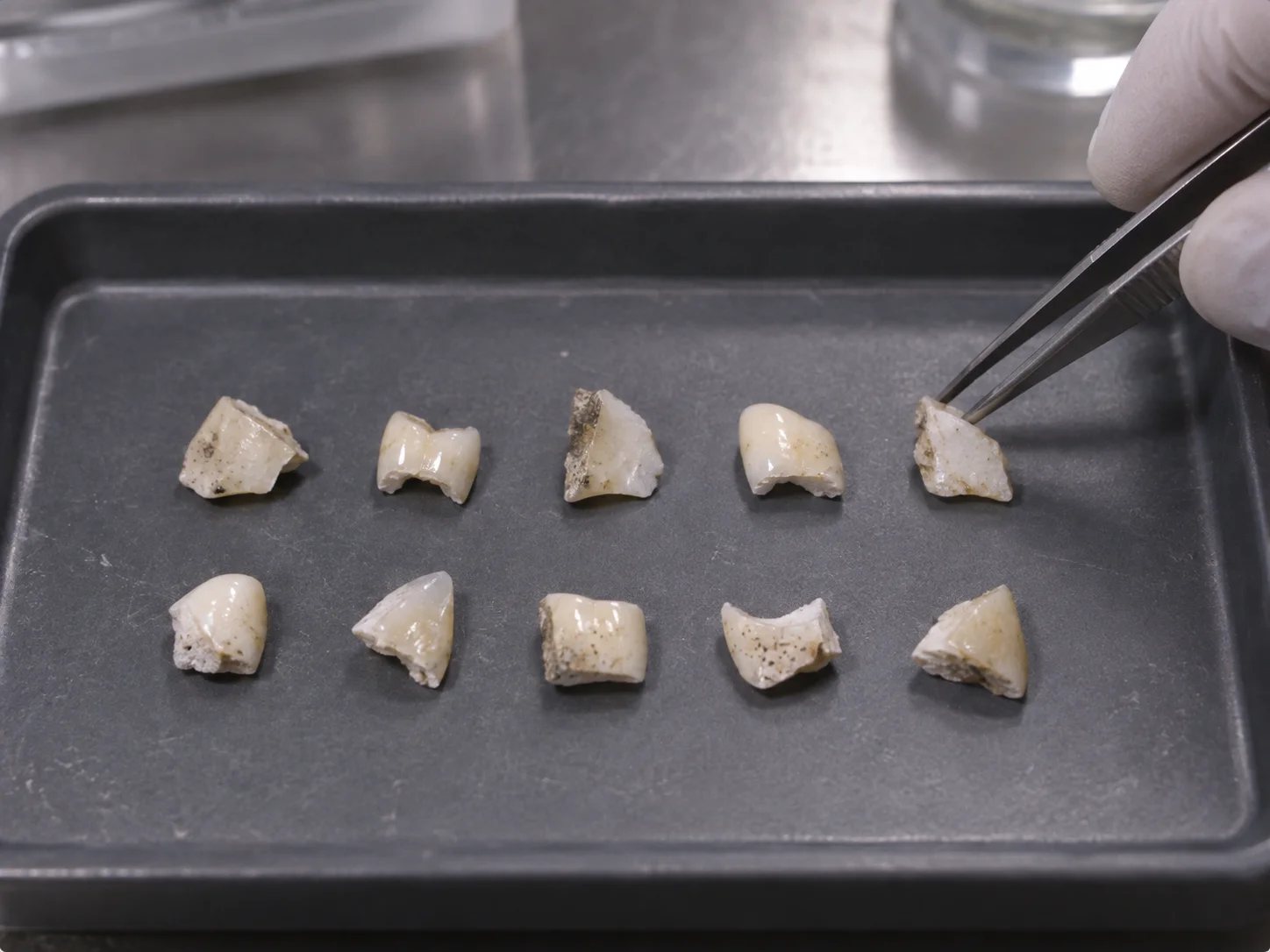 Ten small white tooth fragments laid out in two rows on a tray, one held with tweezers by a gloved hand