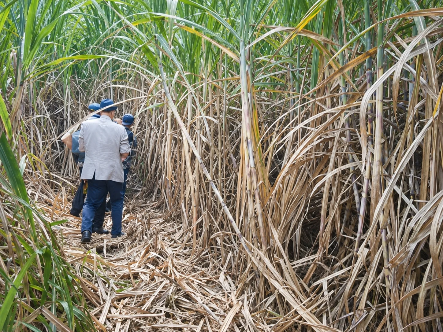 Investigators walking along a trampled path through a dense sugarcane field taller than they are