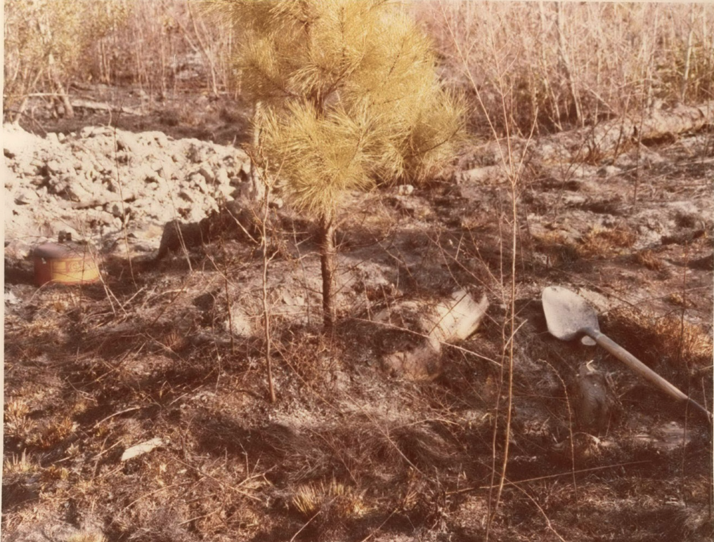 The North Carolina forest where the bodies were discovered burned